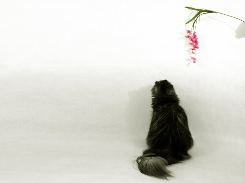 Black Cat Sitting — White