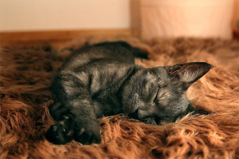 Black Cat Sleeping — Brown