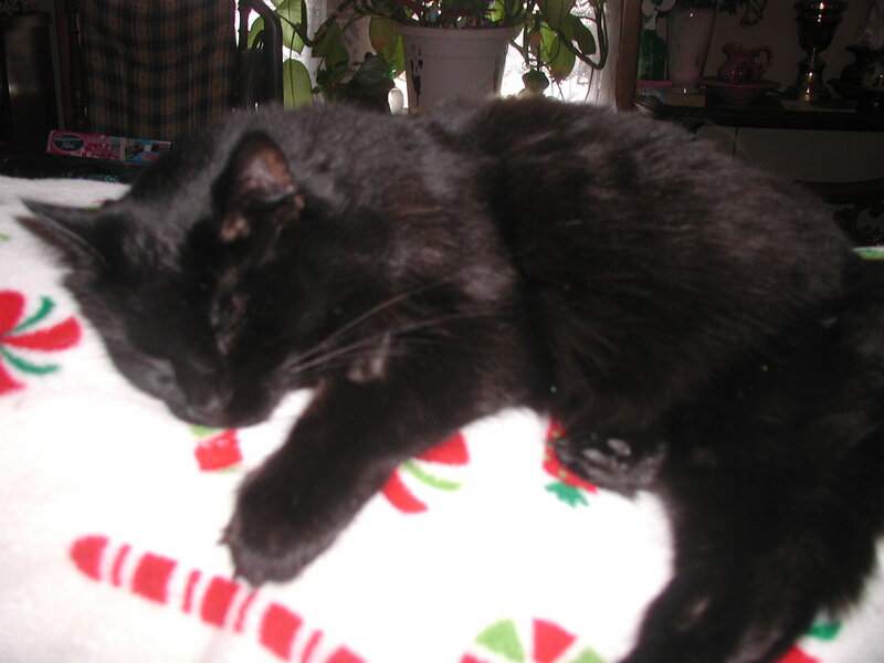 Black Cat Sleeping — Calm, Photograph, Blanket