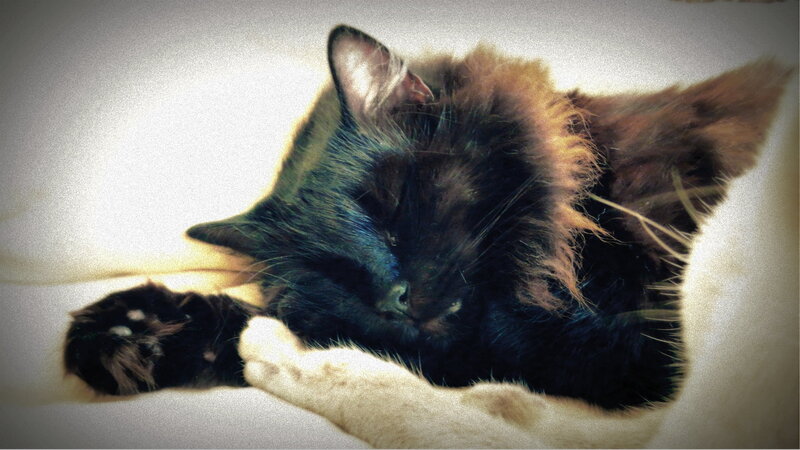 Black Cat Sleeping — Calm, Photograph