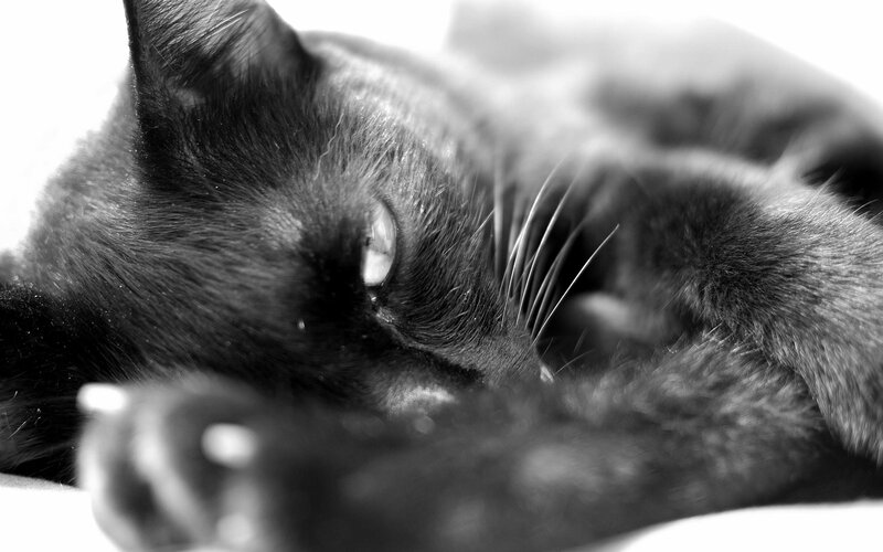 Black Cat Sleeping — Calm, Photograph, Whiskers