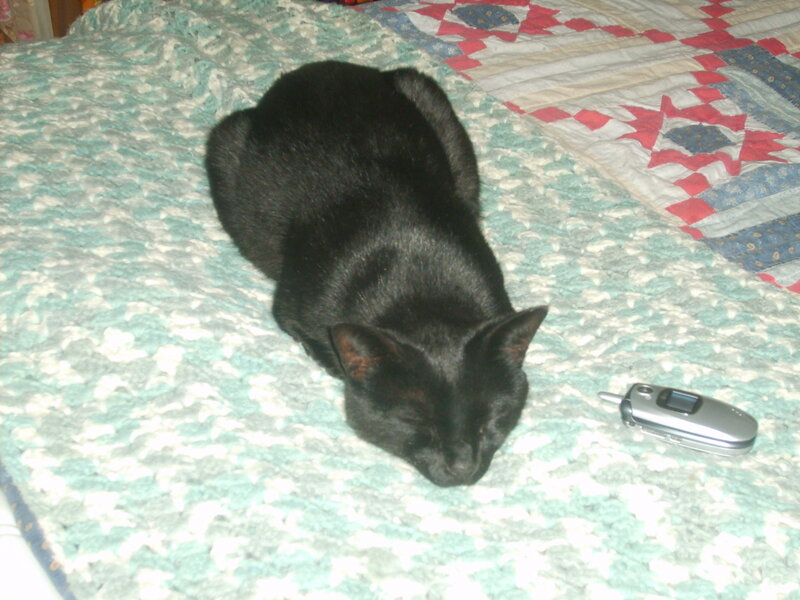 Black Cat Sleeping — Calm