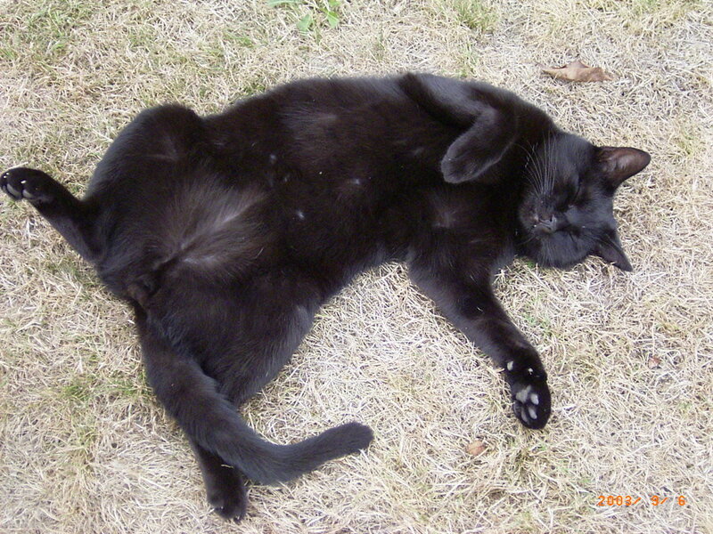 Black cat sleeping on grass