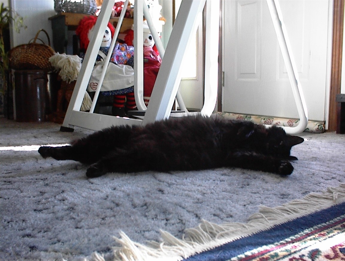 Black cat sleeping on rug