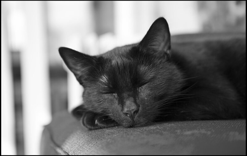 Black Cat Sleeping — Peaceful, Photograph, Cushion