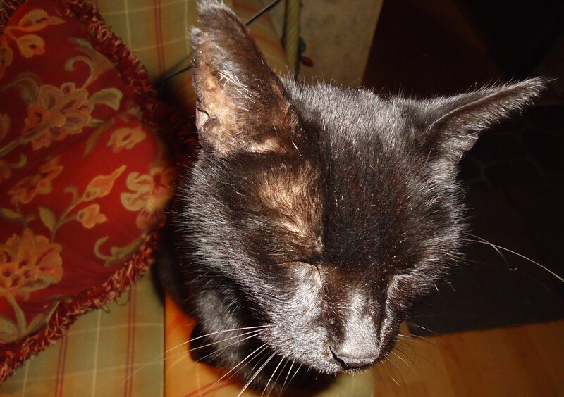 Black Cat Sleeping — Peaceful, Photograph