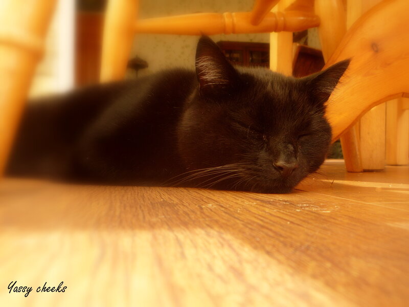Black Cat Sleeping — Peaceful