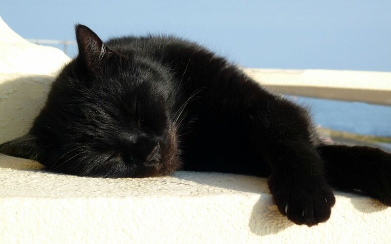 Black Cat Sleeping — Serene