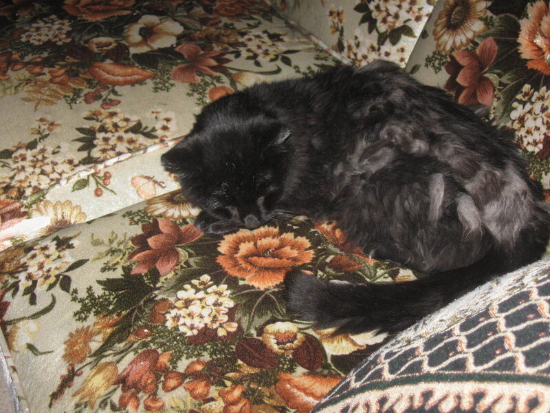 Black Cat Sleeping