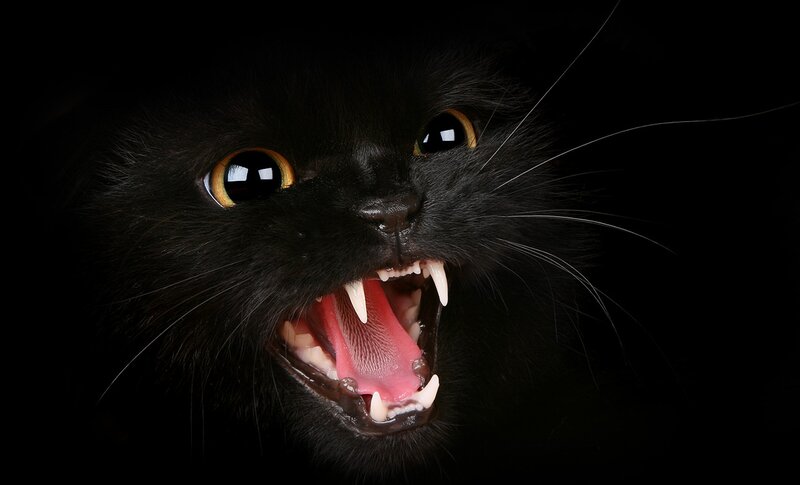 Black Cat Snarling — Dramatic, Photograph, Eyes