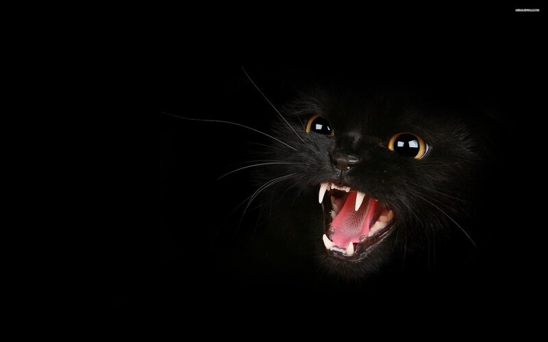Black Cat Snarling — Dramatic, Photograph, Teeth