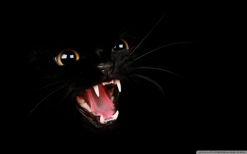 Black Cat Snarling — Dramatic, Photograph