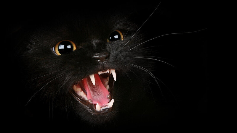 Black Cat Snarling