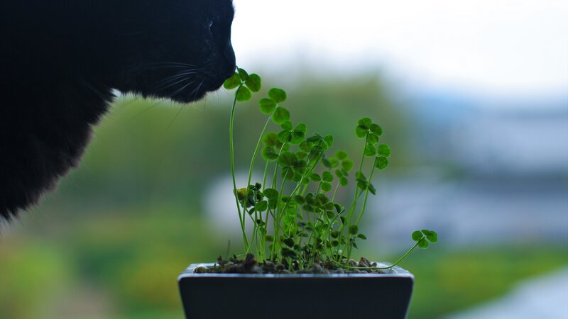 black cat sniffing clover