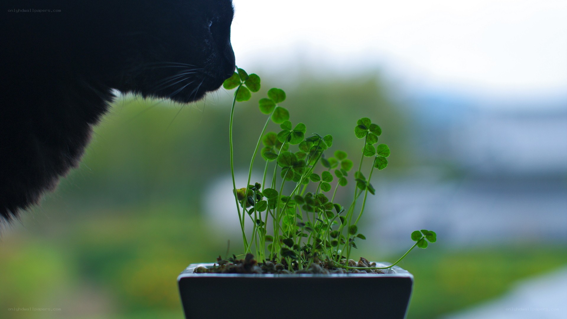 black cat sniffing clover