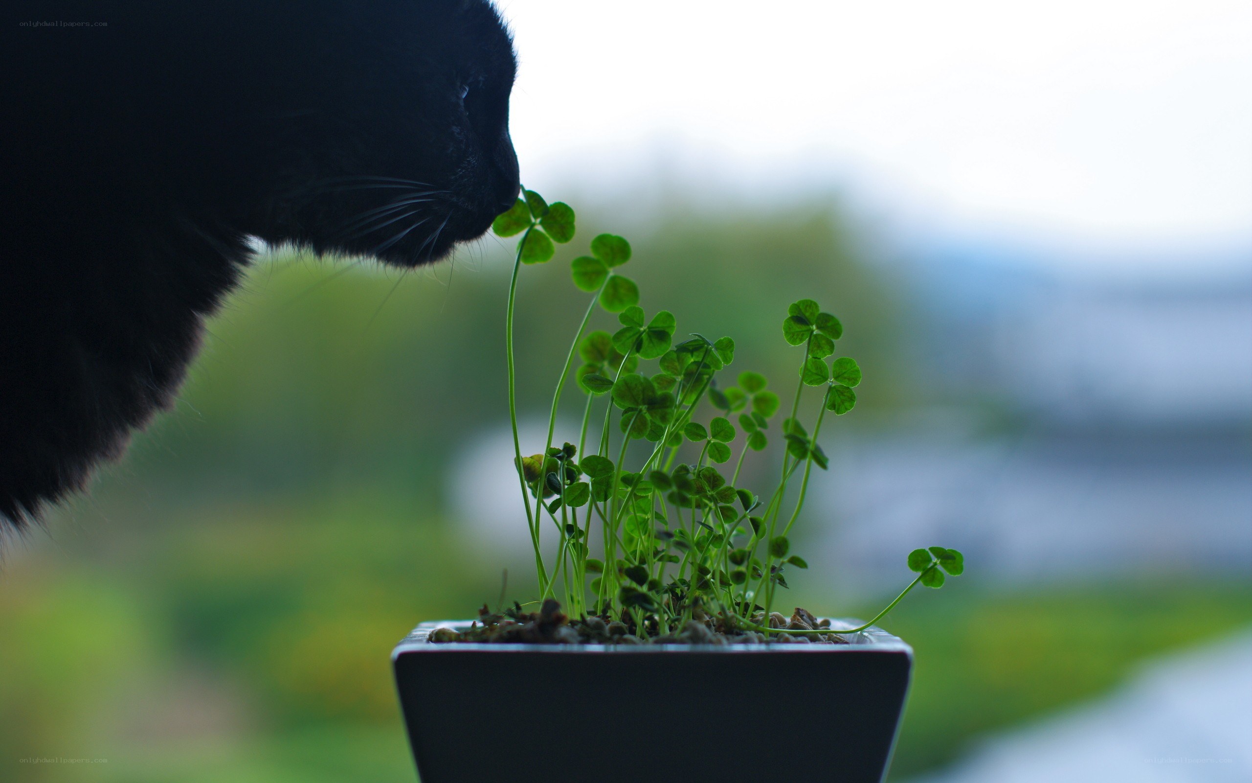 black cat sniffing clover