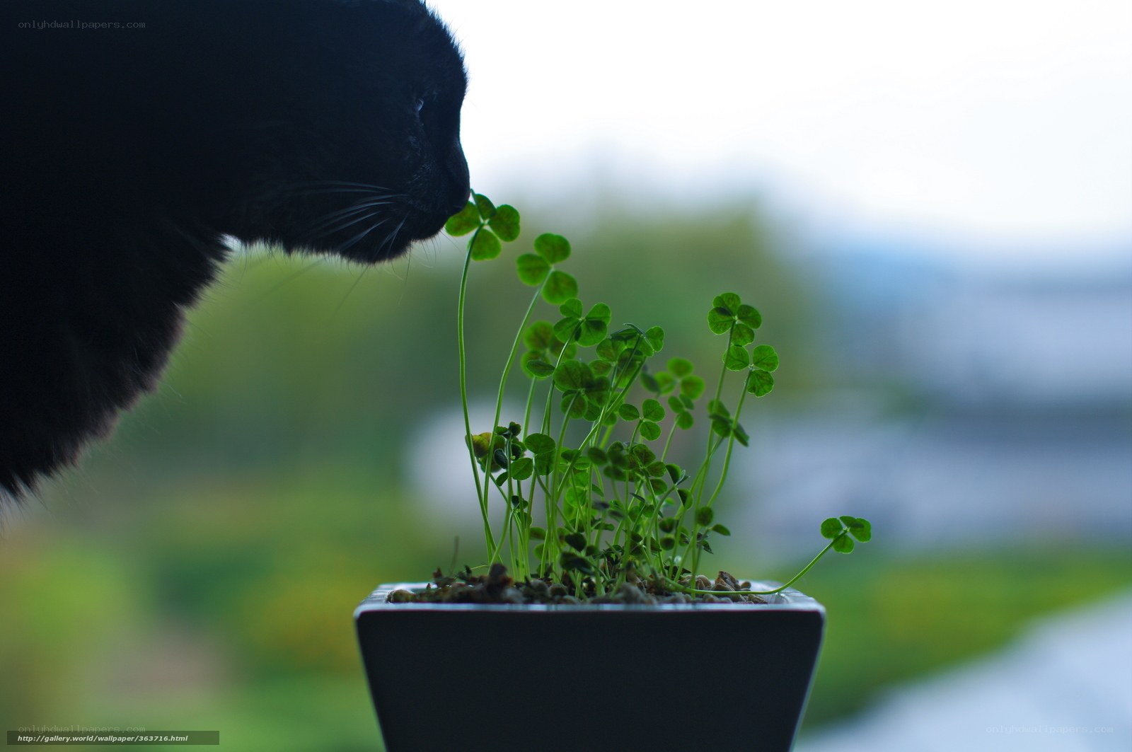black cat sniffing clover