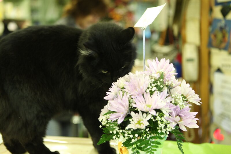 Black Cat Sniffing Flowers