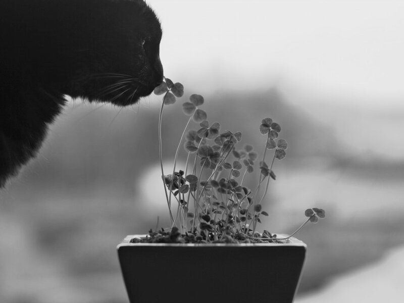 Black Cat Sniffing Plant — Calm