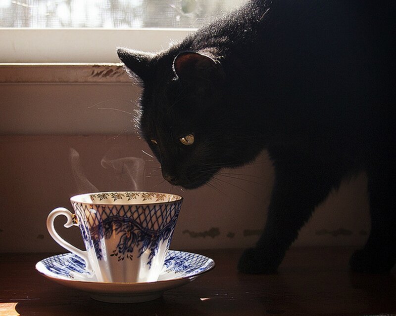 Black Cat Sniffing Tea Cup
