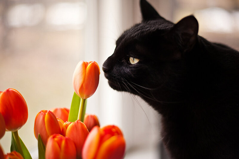 Black Cat Sniffing Tulips