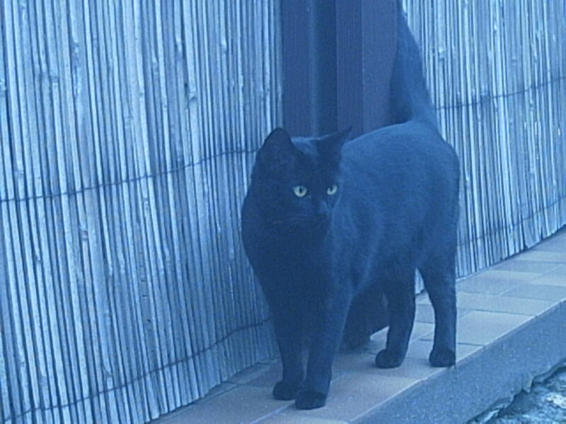 Black Cat Standing — Blue