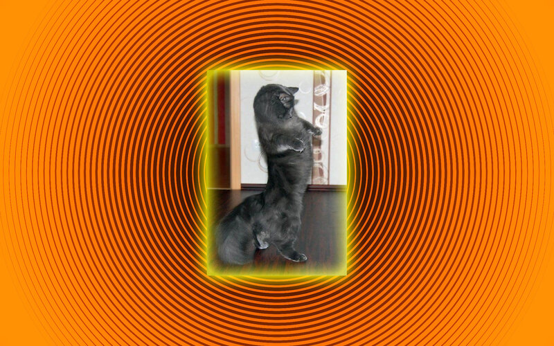 Black Cat Standing on Hind Legs