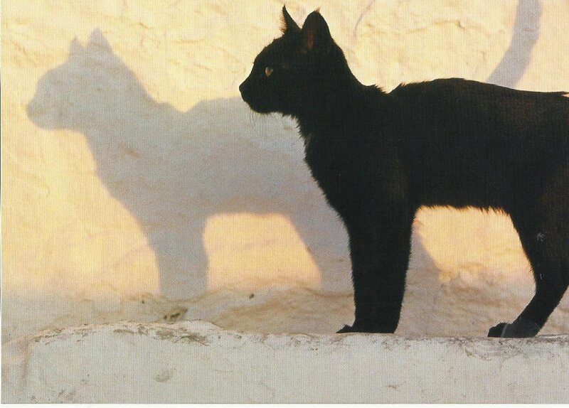 Black Cat Standing