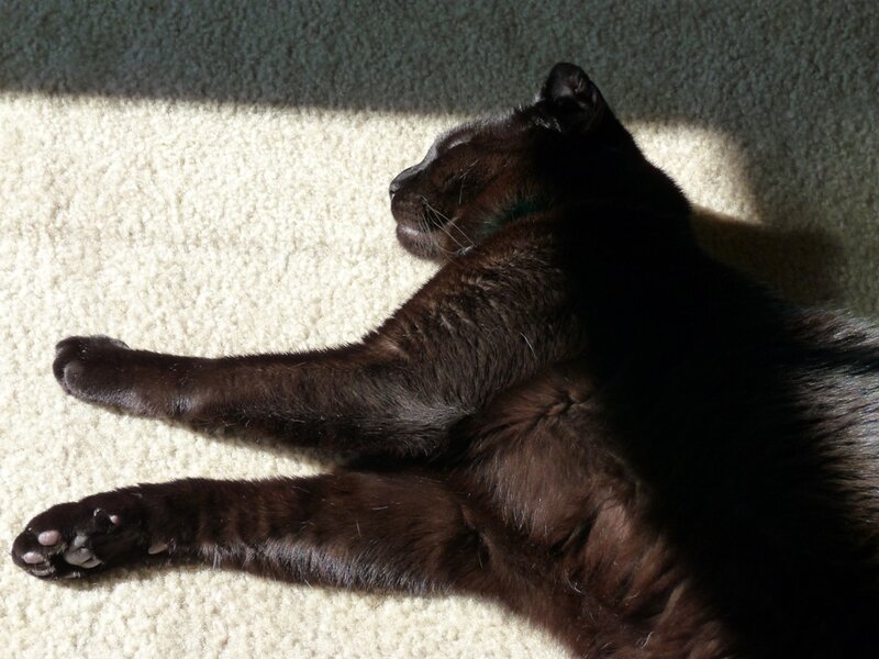 black cat sunbathing