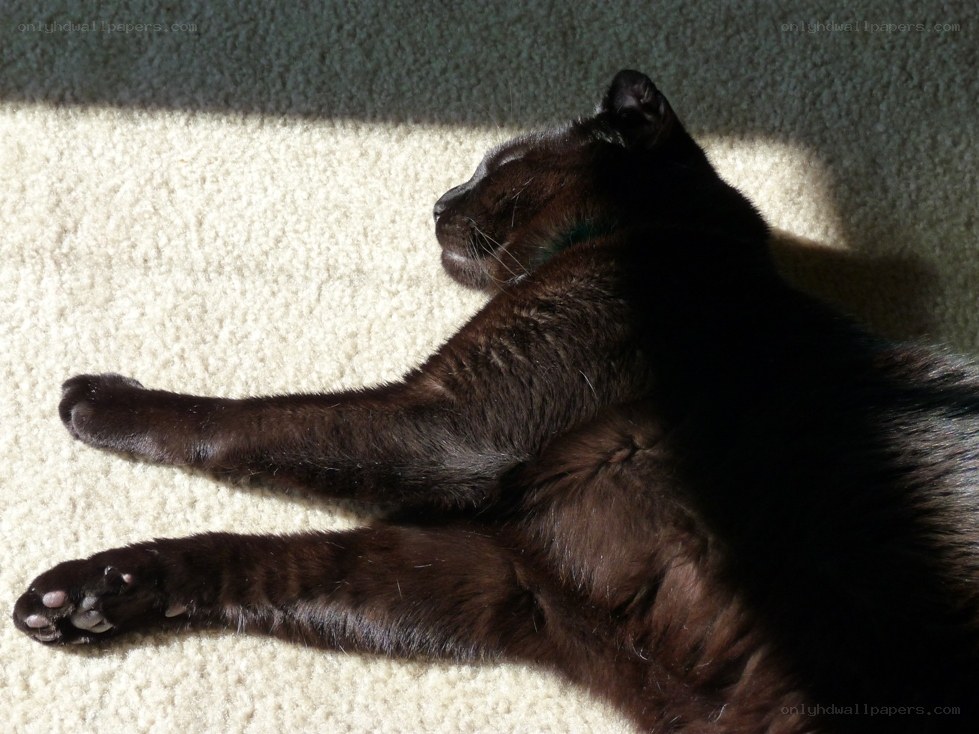 black cat sunbathing
