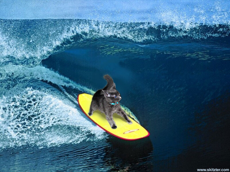 Black Cat Surfing