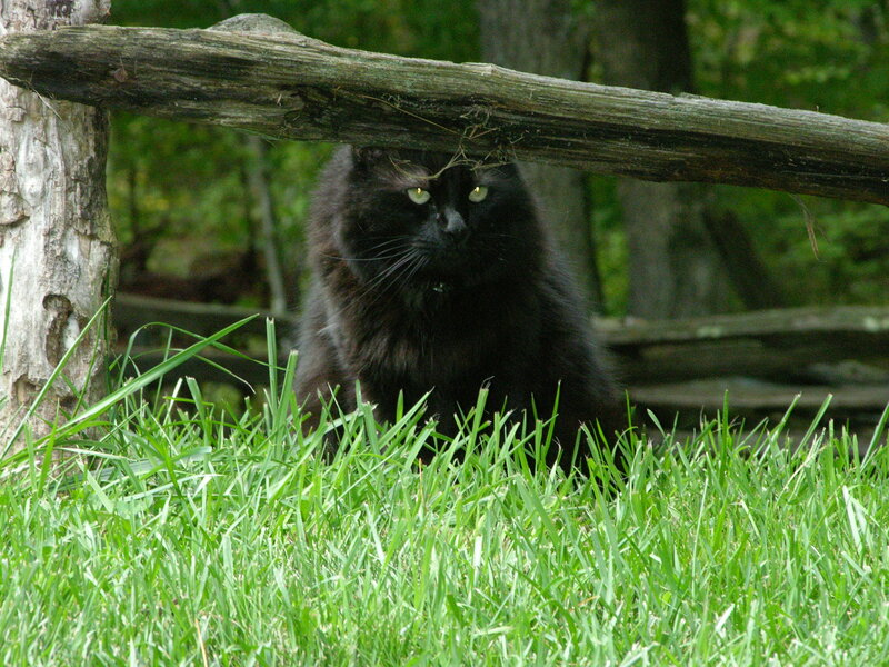 Black cat under a log