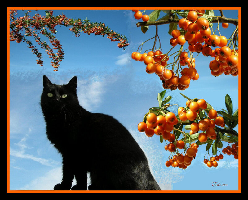 Black Cat under Berries