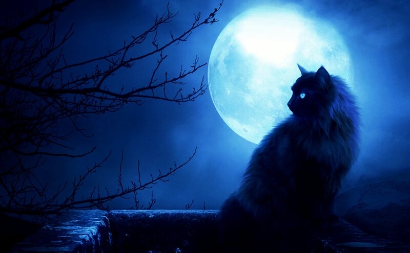 Black Cat under Moon — Blue