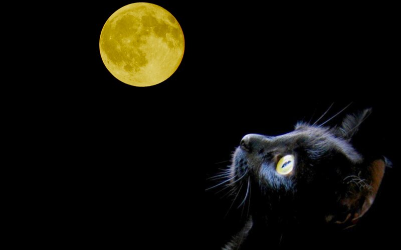 Black Cat under Moon — Dramatic, Night, Photograph