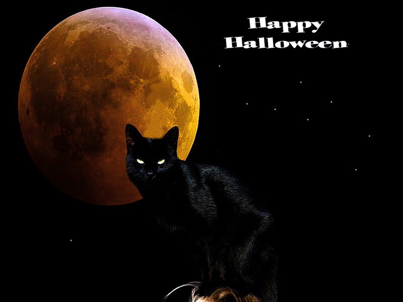 Black Cat under Moon — Dramatic, Night