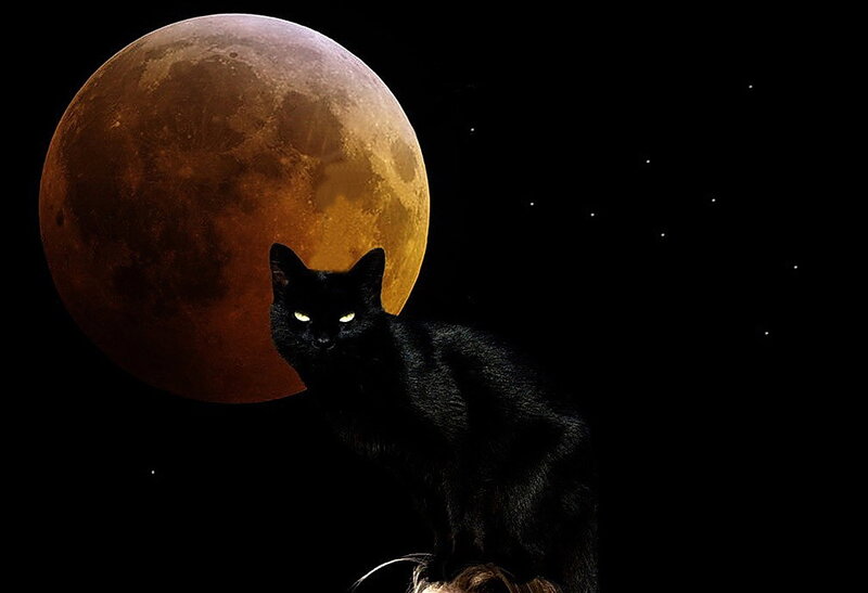 Black Cat under Moon — Dramatic