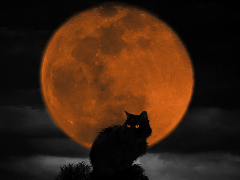 Black Cat under Moon — Orange