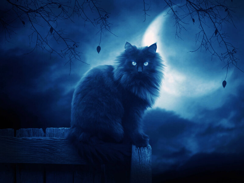 black cat under moonlight