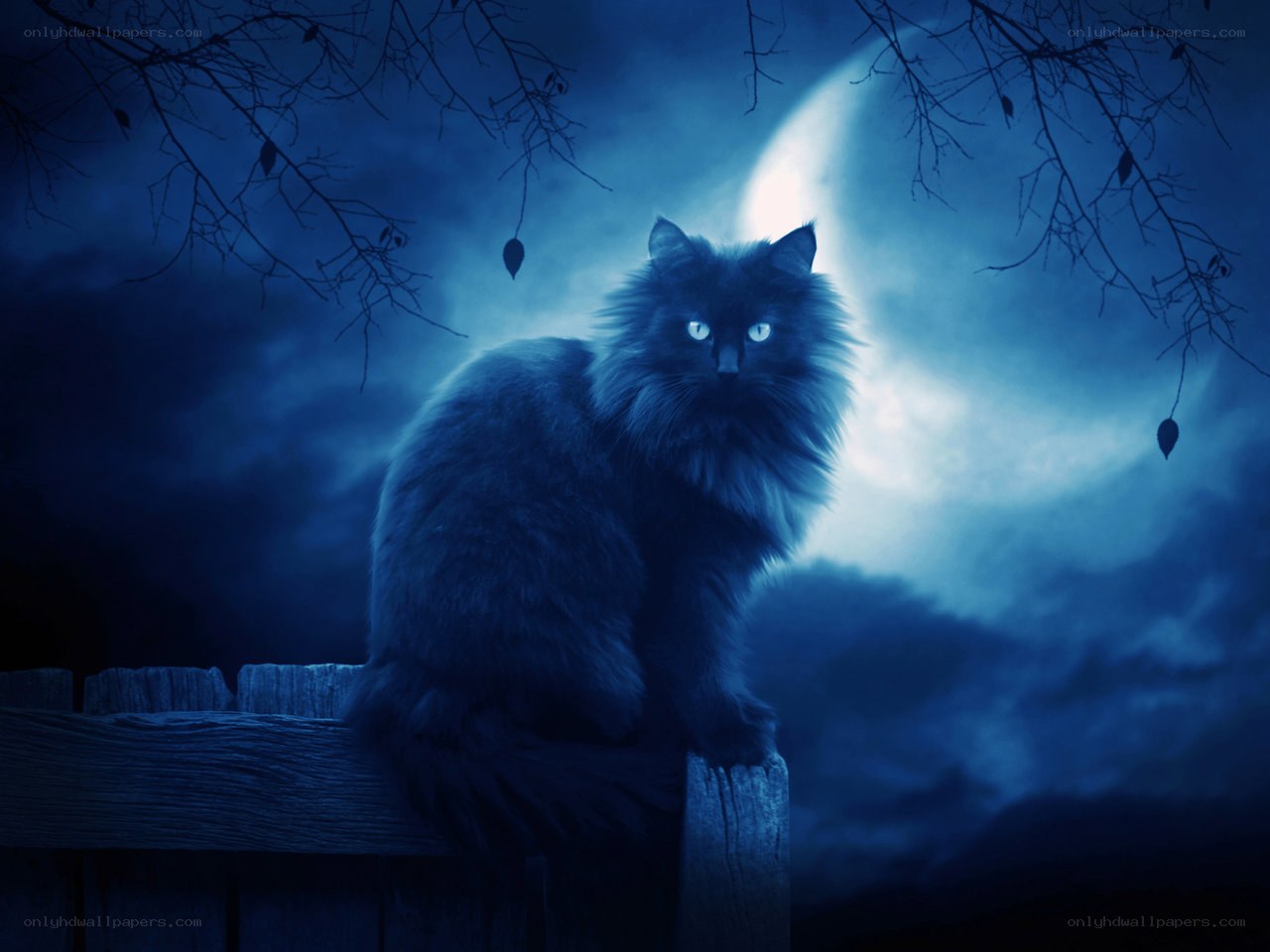 black cat under moonlight