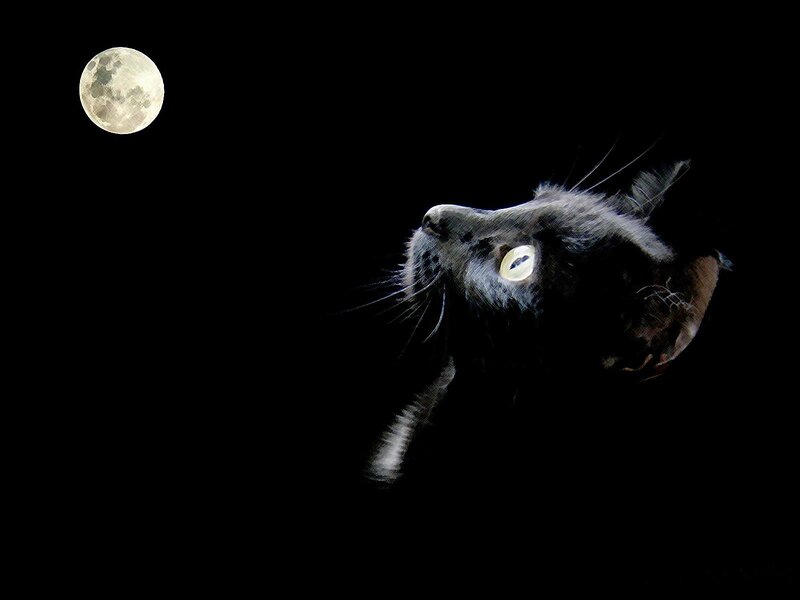 black cat under moonlight