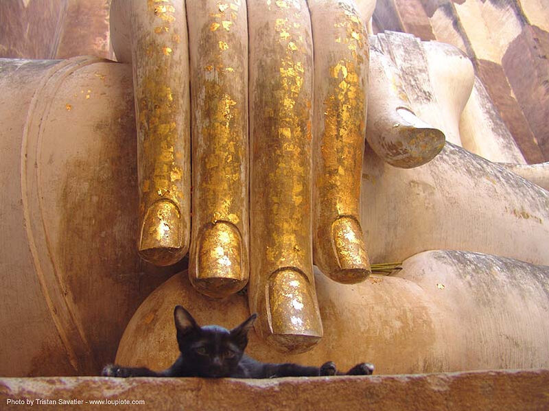 Black Cat under Statue