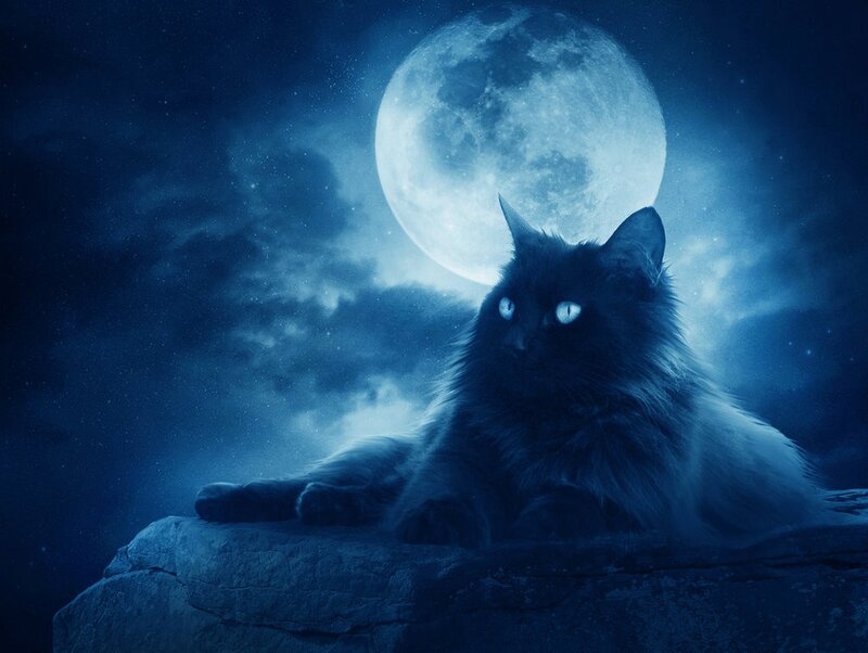 Black cat under the full moon