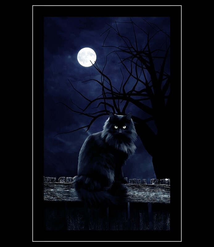 Black cat under the moon