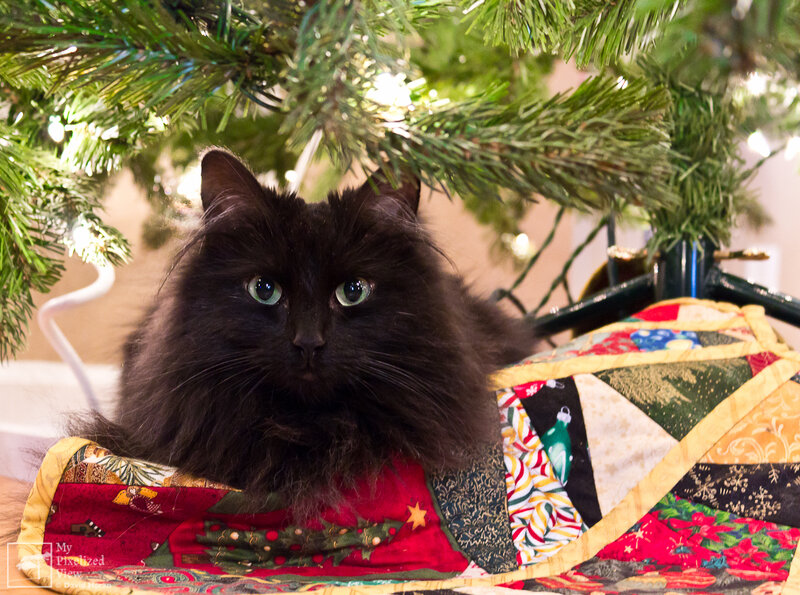 Black Cat under Tree — Green, Calm