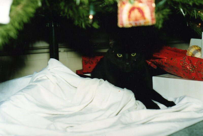 Black Cat under Tree