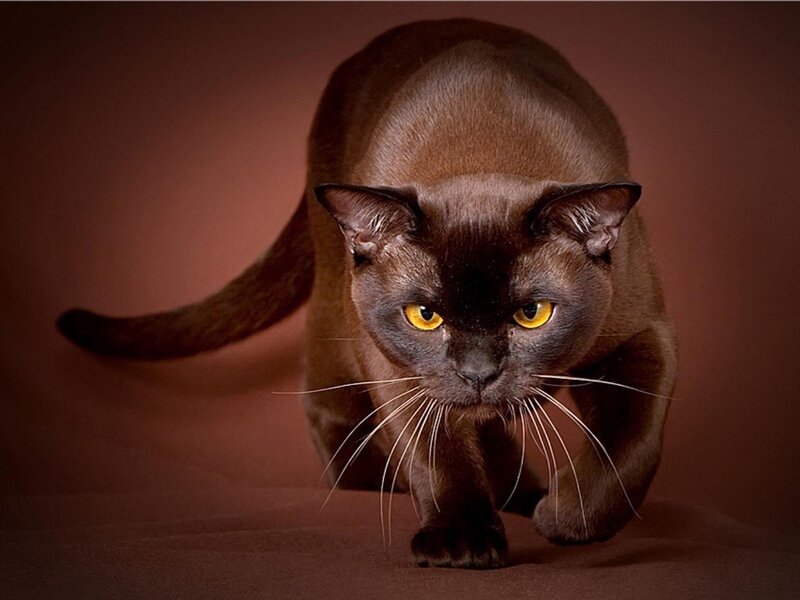Black Cat Walking — Brown, Dramatic, Photograph