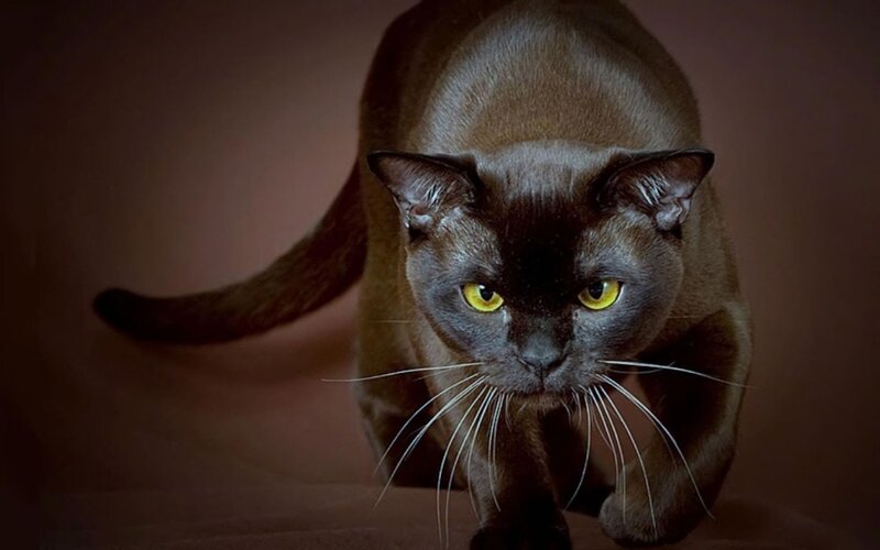 Black Cat Walking — Brown, Dramatic