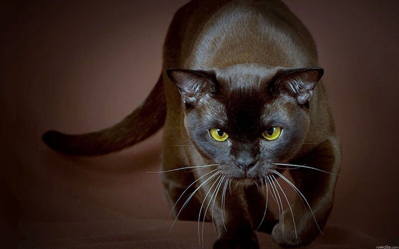 Black Cat Walking — Brown