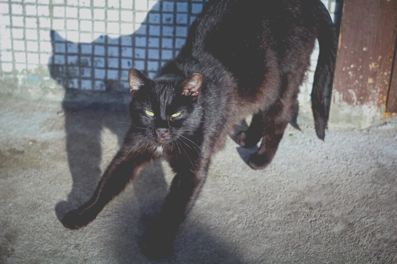 Black Cat Walking — Dramatic